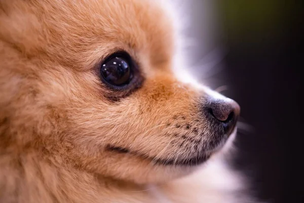 Een Close Van Een Schattige Bruine Pomeranian Tegen Wazige Achtergrond — Stockfoto
