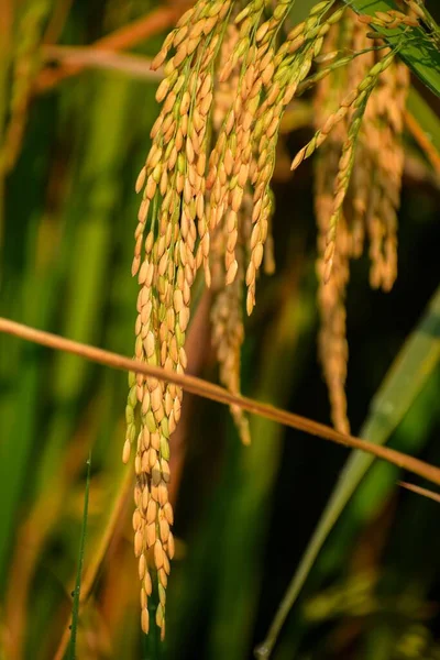 Вертикальный Крупный План Рисового Зерна — стоковое фото