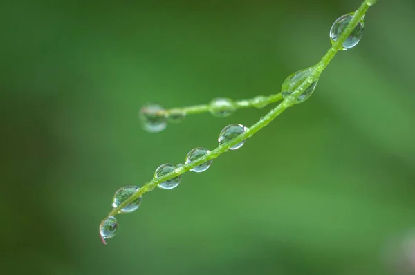 Closeup Dew Green Plant Stem — Stock Photo, Image