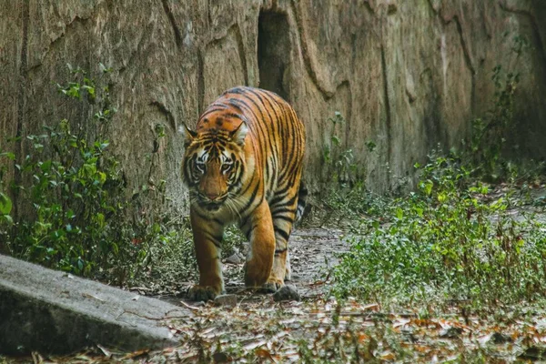 Beau Cliché Tigre Royal Bengale Capturé Marchant Dans Jungle — Photo