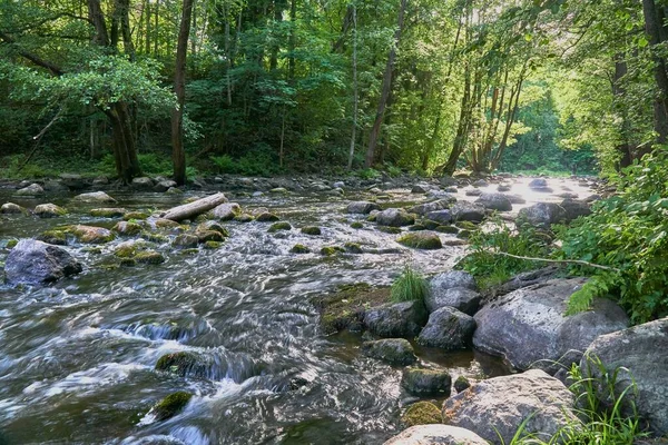 Řeka Protékající Zeleným Lesem — Stock fotografie