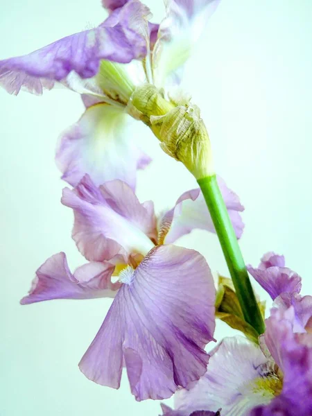 Eine Vertikale Nahaufnahme Einer Lila Iris Iris Germanica Mit Einer — Stockfoto