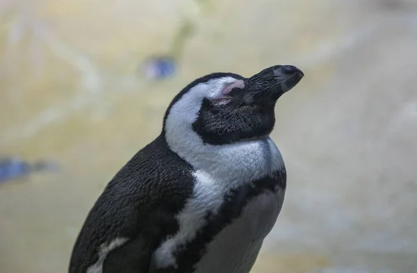 Primer Plano Lindo Pingüino Dormido —  Fotos de Stock