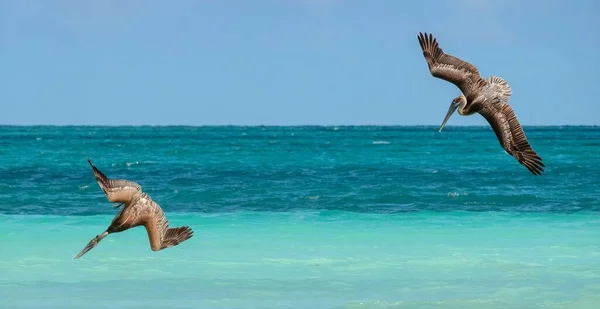 Pelícanos Cubanos Buceando Agua Acuática — Foto de Stock