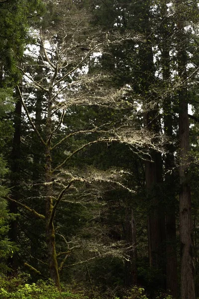 Μια Κάθετη Λήψη Από Καταπράσινα Δέντρα Στο Redwood National State — Φωτογραφία Αρχείου