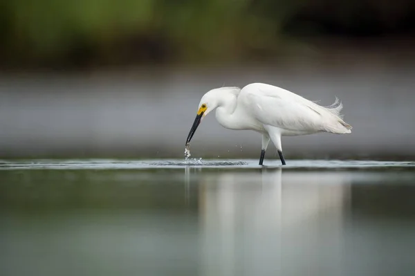 Great White Egret Hunting Shore Reflecting Water — Stock Photo, Image
