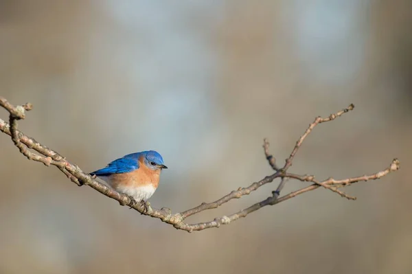 Close Pássaro Azul Oriental Empoleirado Ramo Fundo Embaçado — Fotografia de Stock