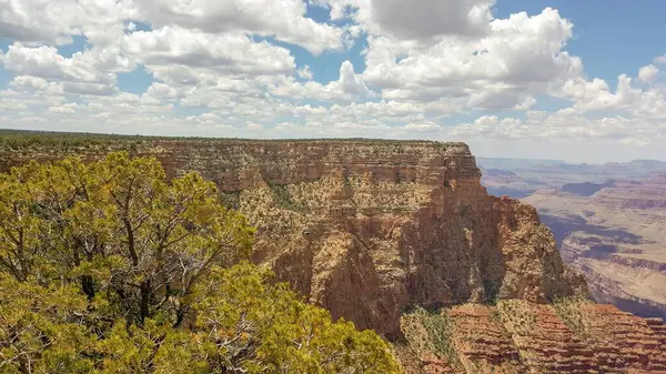 Grand Canyon Struttura Rocciosa Con Albero Primo Piano — Foto Stock