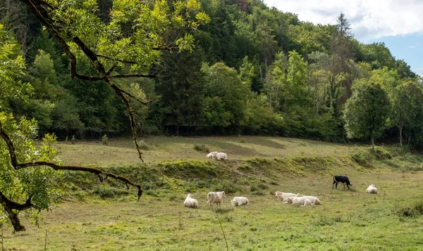 自然の中で牛を放牧する自然の風景 — ストック写真