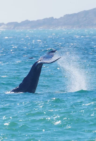 Disparo Vertical Una Cola Una Enorme Ballena Nadando Océano Azul —  Fotos de Stock