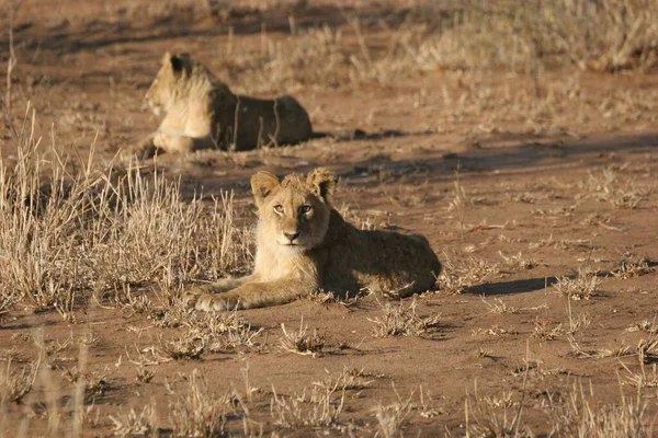 南アフリカのサビ サンズでのウルサバ族のライオンの閉鎖 — ストック写真