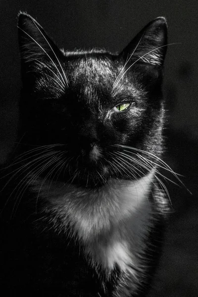 Eine Vertikale Und Monochrome Aufnahme Der Katze — Stockfoto