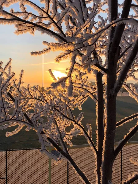 Вертикальный Снимок Снежных Ветвей Деревьев Оранжевым Закатом Неба Заднем Плане — стоковое фото