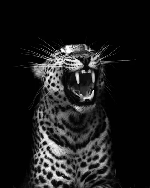 暗闇の中で轟音を立てるスリランカのヒョウの垂直グレースケールのショット — ストック写真