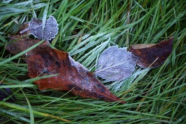 Yellow Frozen Leaves Fallen Green Grass Daytime — Stock Photo, Image