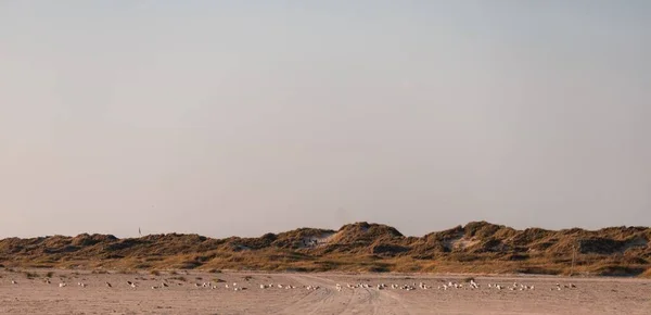 Ein Panoramablick Auf Einen Zugvogelschwarm Der Sandstrand Der Grasbewachsenen Düne — Stockfoto