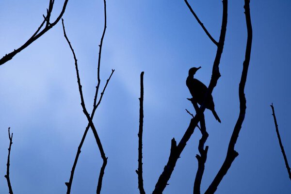 A silhouette of a bird sitting on a thin branch of a tree