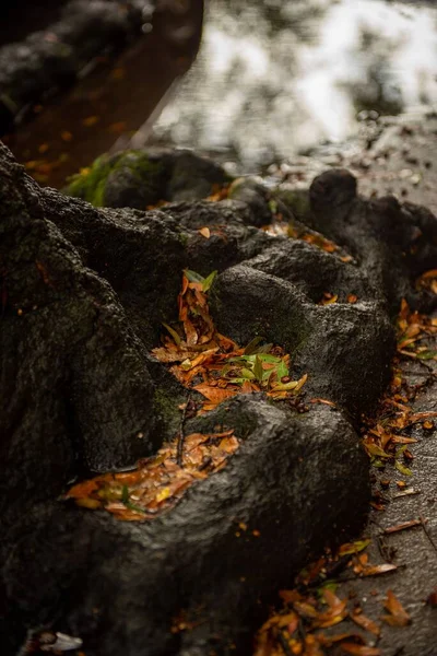 Мокрые Осенние Листья Надземные Корни Лесу — стоковое фото