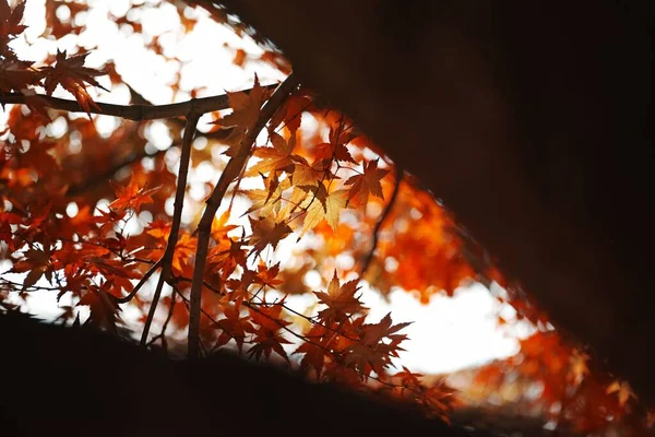 Closeup Tree Branches Autumn Leaves — 图库照片