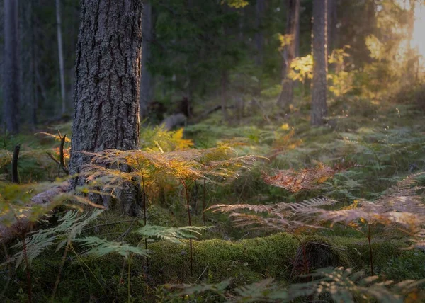 美丽的蕨类植物在阳光灿烂的茂密的森林地面上 — 图库照片