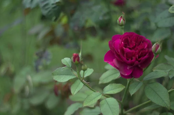 Крупним Планом Красива Червона Троянда Оточенні Темно Зеленого Листя Сонячному — стокове фото