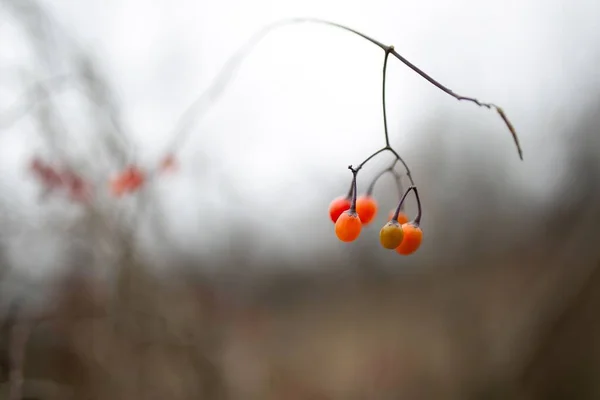 Closeup Shot Goji Berries Hanging Leafless Branch — Stock Photo, Image