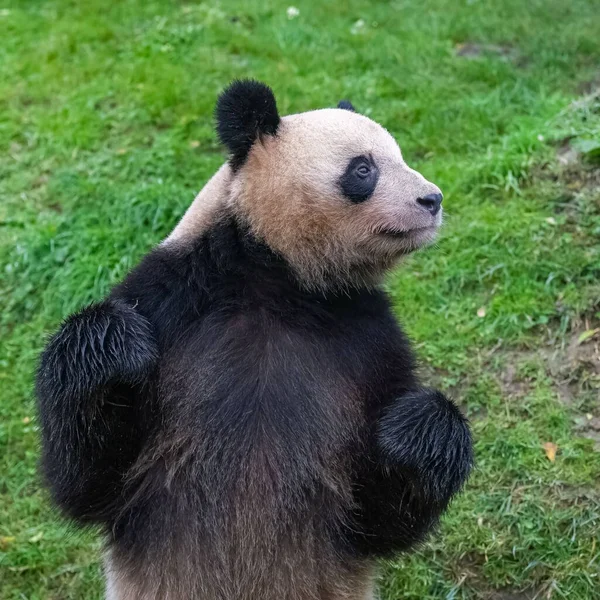 Giant Panda Standing Grass Portrait — Stock Photo, Image