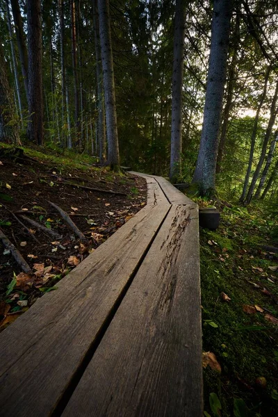 Plano Vertical Camino Madera Entre Árboles Bosque Verde — Foto de Stock