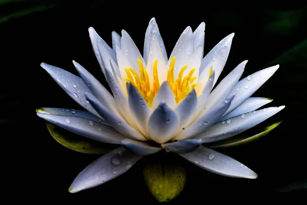 Крупним Планом Квітка Білої Лілії Краплями Води Чорному Тлі — стокове фото