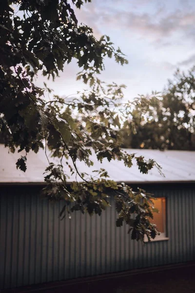 Egy Függőleges Felvétel Egy Gyönyörű Fáról Modern Épület Közelében — Stock Fotó