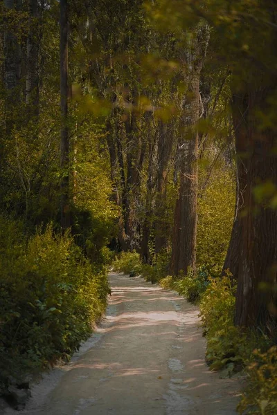 森の中の道の垂直ショット — ストック写真