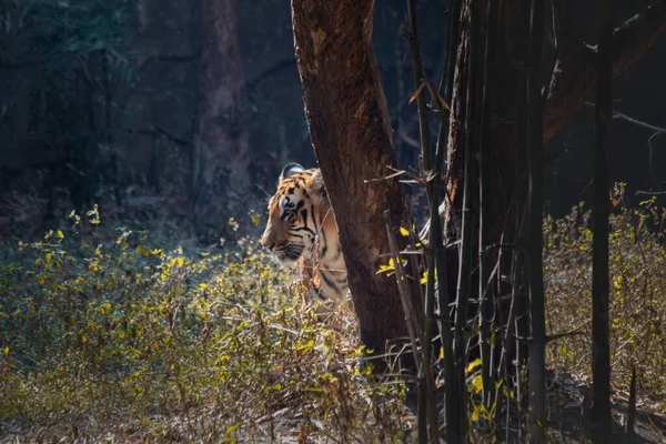 Beau Tir Tigre Bengale Capturé Caché Derrière Coffre Dans Jungle — Photo
