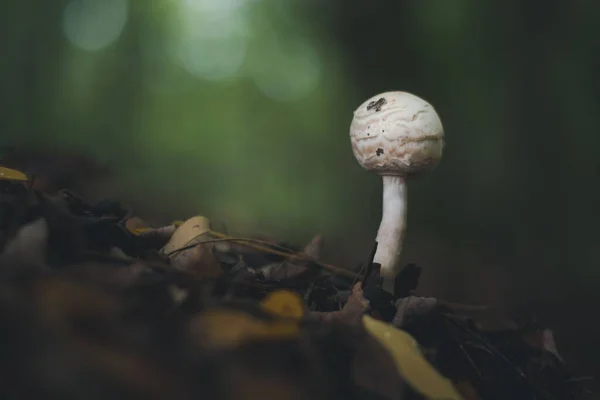 Egy Kis Gomba Közelsége Egy Homályos Hátterű Erdőben — Stock Fotó