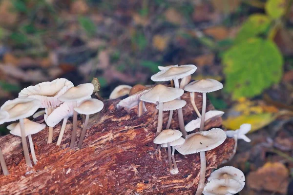Close Shot Fungus Growing Forest — Stock Photo, Image