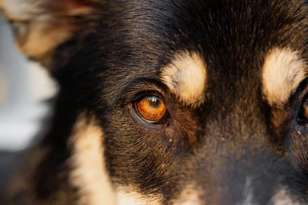 Крупный План Глаза Черной Собаки Хаски — стоковое фото