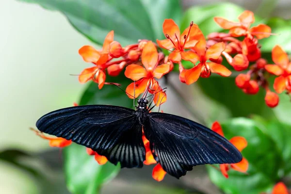 Close Mórmon Escarlate Papilio Rumanzovia Clerodendrum Speciosissimum — Fotografia de Stock