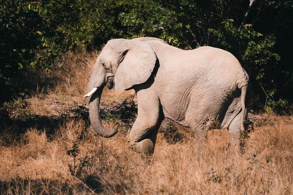 Piękne Ujęcie Dużego Szarego Słonia Spacerującego Wiejskim Polu — Zdjęcie stockowe