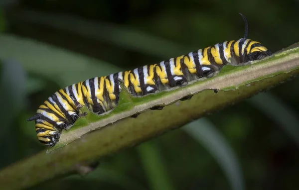 Ett Makro Skott Tiger Milkweed Fjäril Caterpillar Ett Grönt Blad — Stockfoto