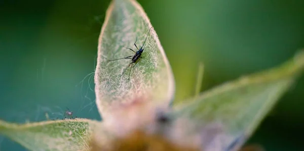 Yeşil Yaprağın Üzerindeki Küçük Bir Böceğin Yakın Çekimi — Stok fotoğraf