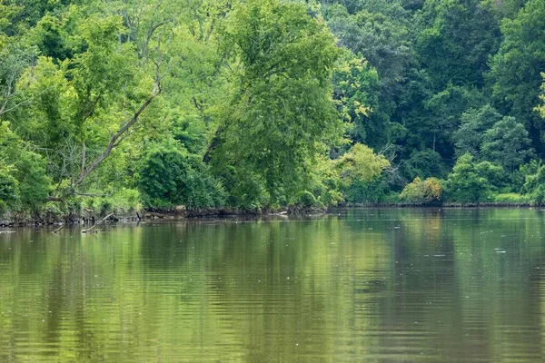 Красивый Снимок Реки Анакостия Густого Зеленого Леса Заднем Плане Мэриленде — стоковое фото