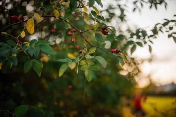Eine Selektive Fokusaufnahme Der Äste Von Flachstielspindelbäumen Garten Mit Unscharfem — Stockfoto