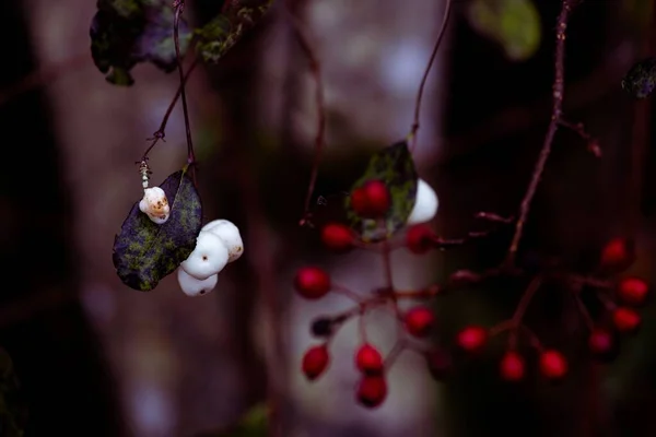 Kışın Ormanda Bulanık Bir Arka Planda Sarmaşıklardan Sarkan Karmersinleri Güllerin — Stok fotoğraf