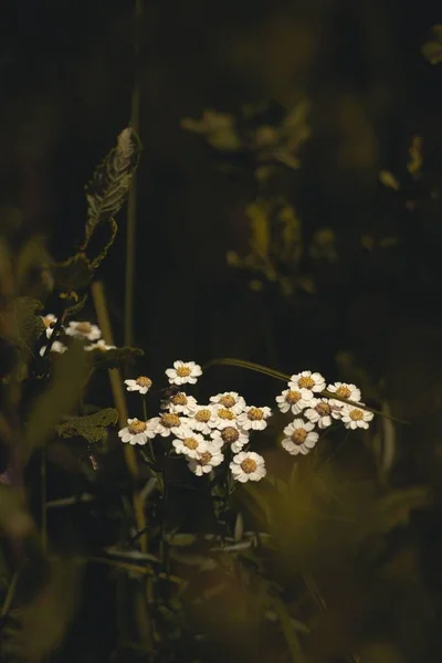 Függőleges Közelkép Közös Tüsszentés Cickafark Ptarmica Virágok Növekvő Zöld — Stock Fotó