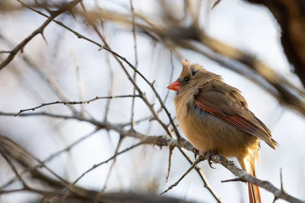 一只雌性北方红雀栖息在光秃秃的树枝上的选择性镜头 — 图库照片