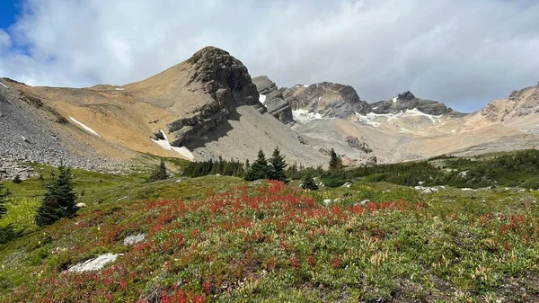 カナダ グレート ディバイド トレイルの岩場の丘の麓にある赤い花の景色のショット — ストック写真