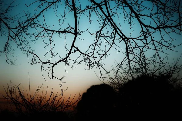 Sylwetka Drzew Podczas Zachodu Słońca — Zdjęcie stockowe