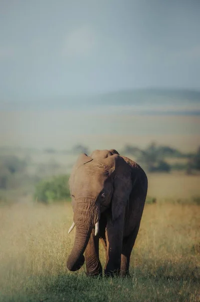 Disparo Vertical Elefante —  Fotos de Stock