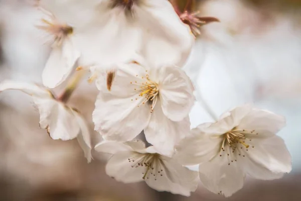 Beyaz Kiraz Çiçeklerinin Seçici Odak Noktası Sakura — Stok fotoğraf