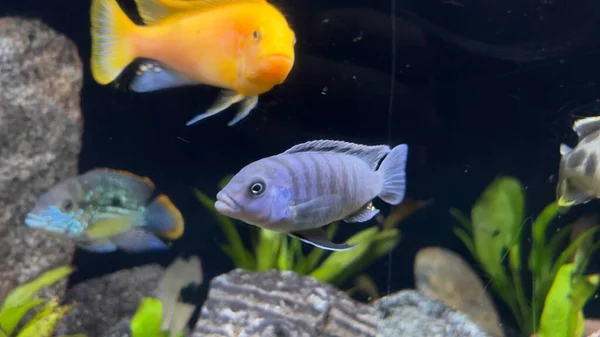 Nærbillede Farverige Små Fisk Akvariet - Stock-foto