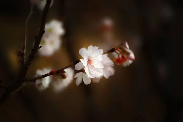 Closeup Galho Árvore Com Flores Florescendo — Fotografia de Stock